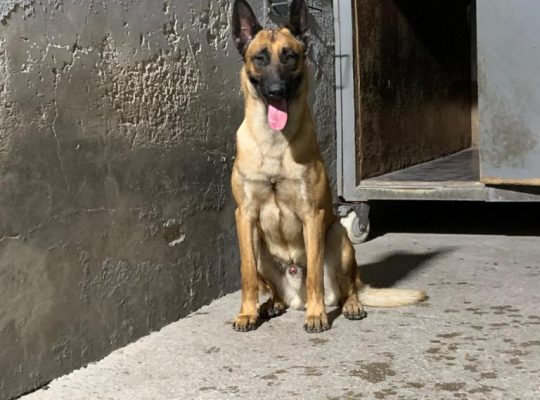 BELGIAN MALINOIS MALE+FEMALE 2 YRS OLD BASIC TRAINING Dubai