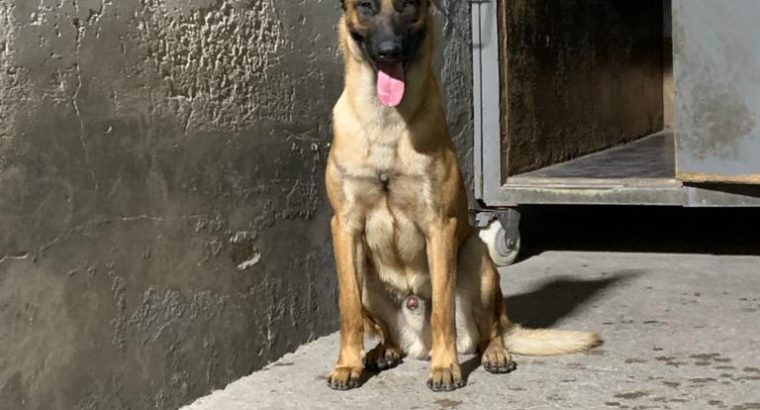 BELGIAN MALINOIS MALE+FEMALE 2 YRS OLD BASIC TRAINING Dubai