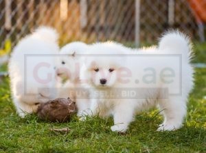 pure breed Samoyed puppies for adoption