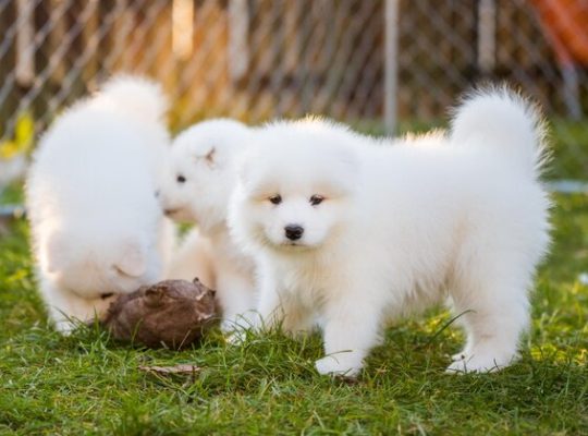 pure breed Samoyed puppies for adoption