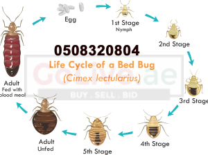 Low Cost Pest Control Bur Dubai