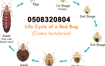 Low Cost Pest Control Bur Dubai