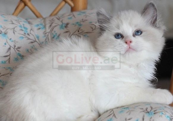Ragdoll Kittens available