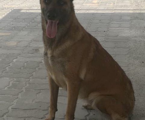 BELGIAN MALINOIS MALE+FEMALE 2 YRS OLD BASIC TRAINING Dubai