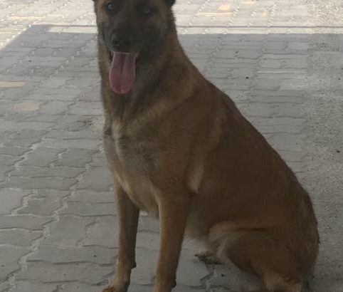 BELGIAN MALINOIS MALE+FEMALE 2 YRS OLD BASIC TRAINING Dubai