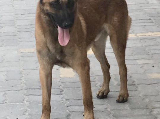 BELGIAN MALINOIS MALE+FEMALE 2 YRS OLD BASIC TRAINING Dubai