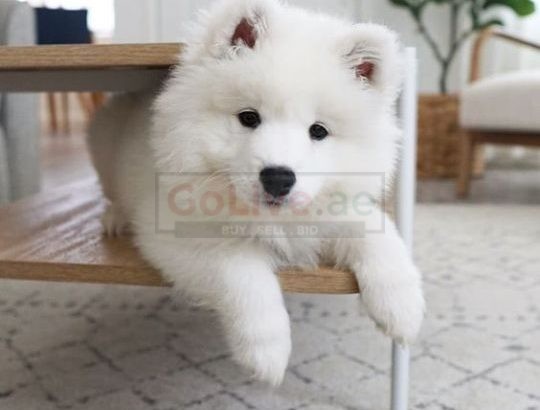 pure breed Samoyed puppies for adoption