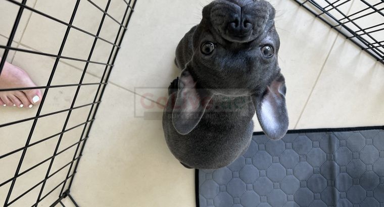 French bulldog puppy for rehoming