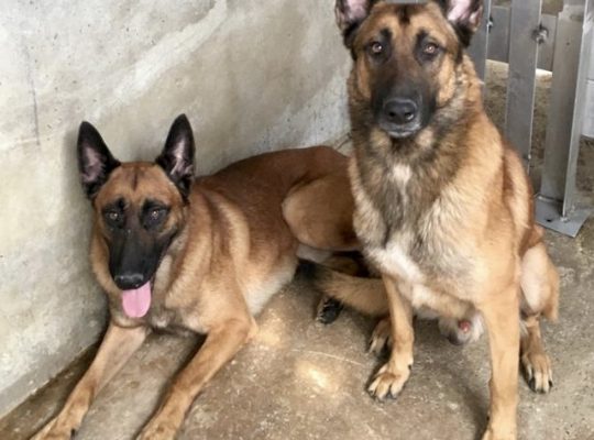 BELGIAN MALINOIS MALE+FEMALE 2 YRS OLD BASIC TRAINING Dubai