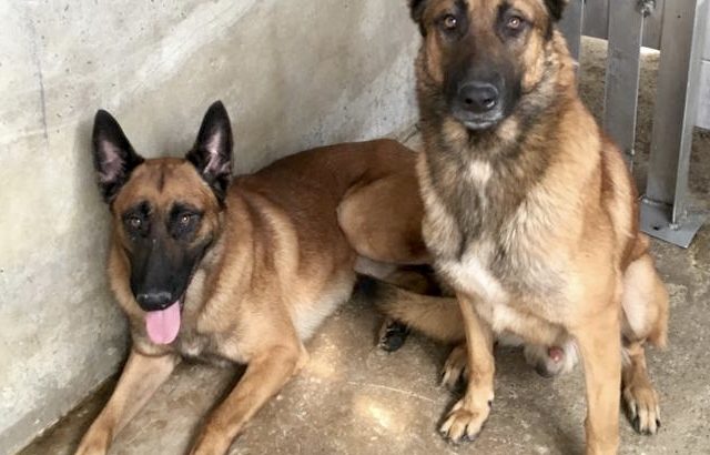 BELGIAN MALINOIS MALE+FEMALE 2 YRS OLD BASIC TRAINING Dubai