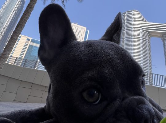 French bulldog puppy for rehoming