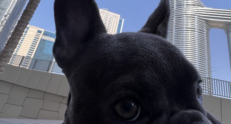 French bulldog puppy for rehoming