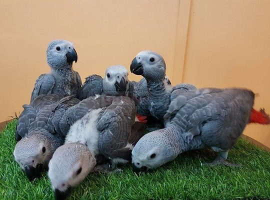 African grey parrot for a good home