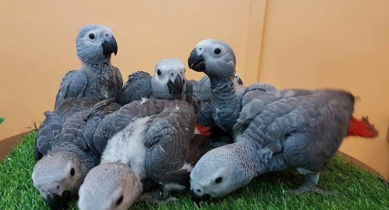 African grey parrot for a good home