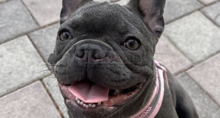 French bulldog puppy for rehoming