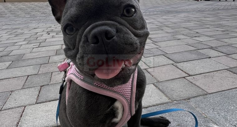 French bulldog puppy for rehoming