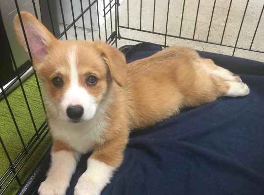 Beautiful Pembroke Welsh Corgi Puppies