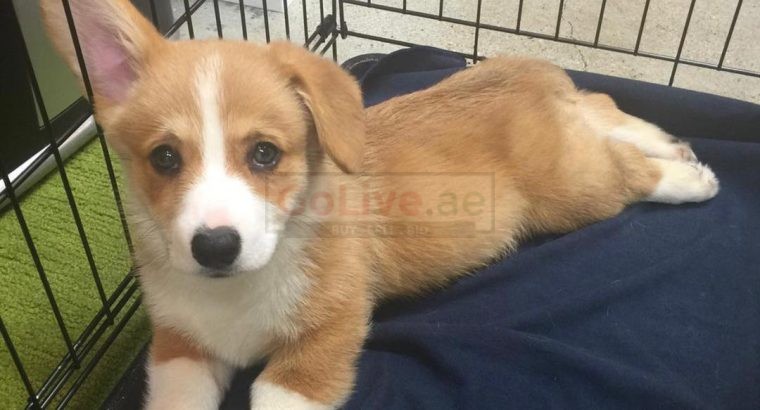 Beautiful Pembroke Welsh Corgi Puppies