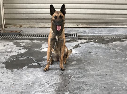 BELGIAN MALINOIS MALE+FEMALE 2 YRS OLD BASIC TRAINING Dubai