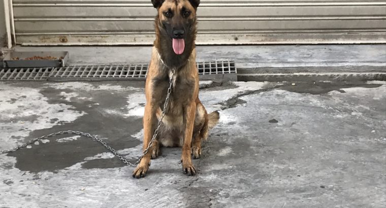 BELGIAN MALINOIS MALE+FEMALE 2 YRS OLD BASIC TRAINING Dubai