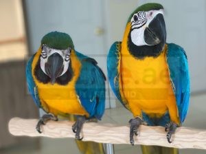 Home Trained Blue and Yellow Macaws Available