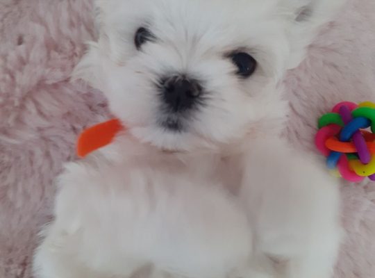 Maltese Puppies ready to go