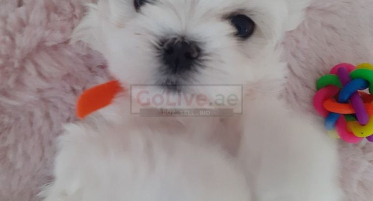 Maltese Puppies ready to go