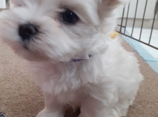 Maltese Puppies ready to go