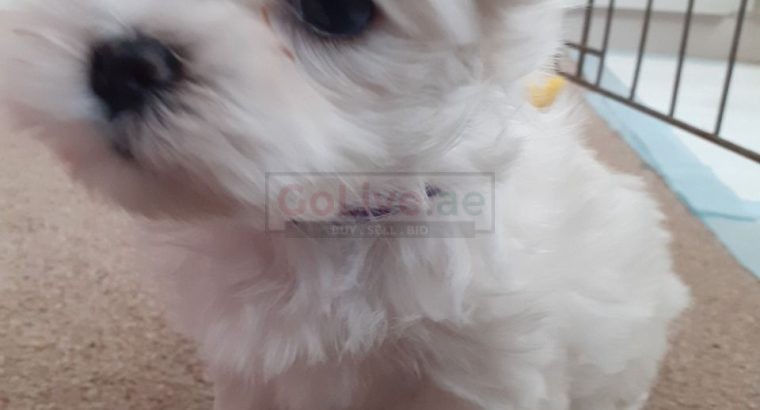 Maltese Puppies ready to go