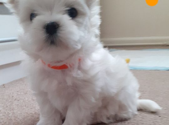 Maltese Puppies ready to go