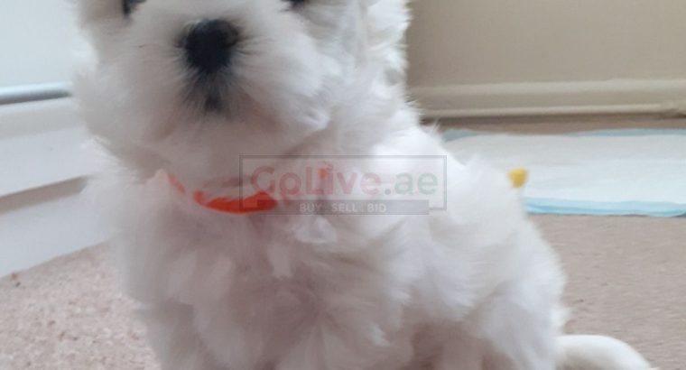 Maltese Puppies ready to go