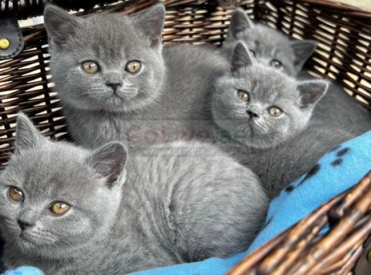 British shorthair kittens