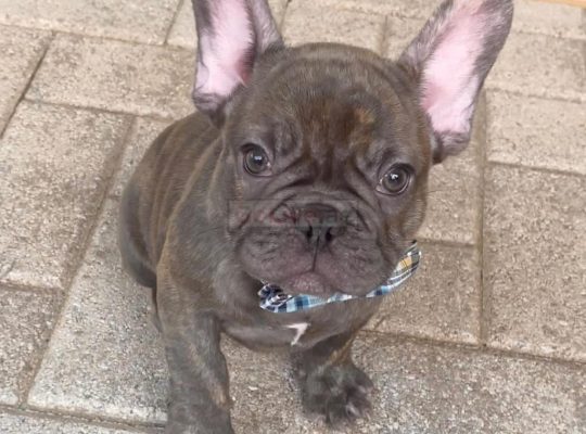 puppy for adoption