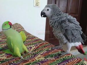 Available African grey parrot for a good home.
