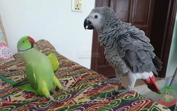 Available African grey parrot for a good home.