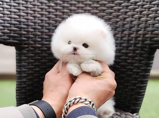 Cute male and female puppy call or whatapp 0545339085