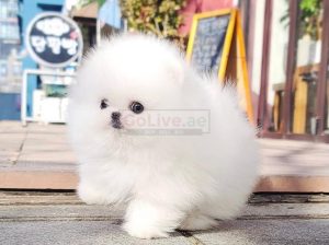 Adorable Pomeranian puppies available