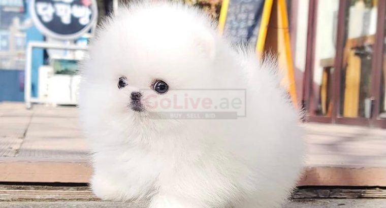 Adorable Pomeranian puppies available