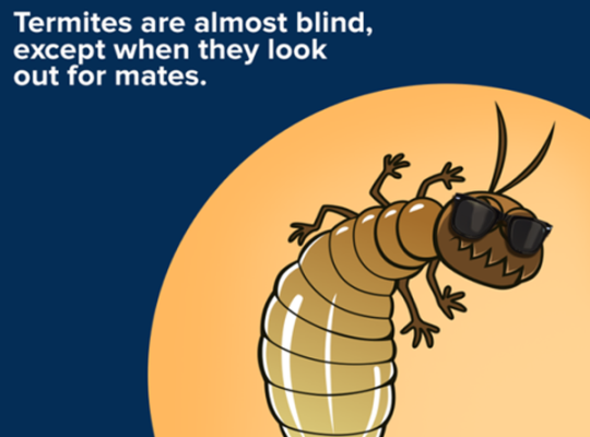 Low Cost Pest Control JBR
