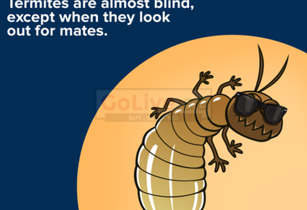 Low Cost Pest Control JBR