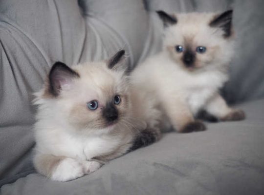 Ready to go ragdoll pedigree kittens