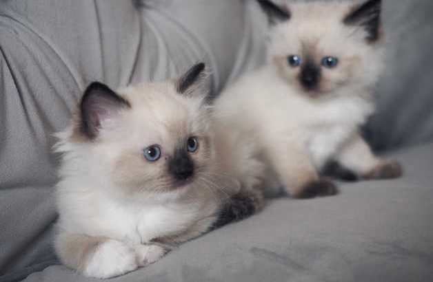 Ready to go ragdoll pedigree kittens