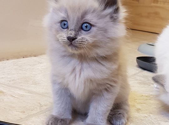 Ready to go ragdoll pedigree kittens