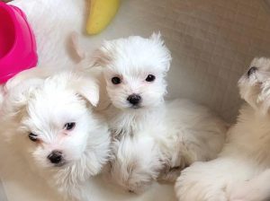 awesome Maltese puppies ready now