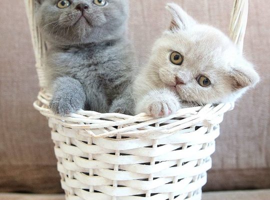 Male and female kittens available