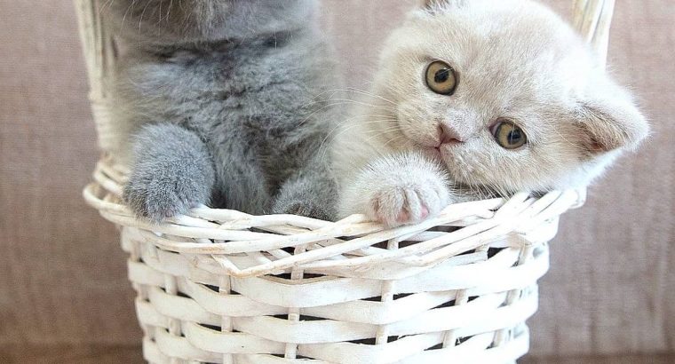 Male and female kittens available