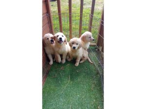 Golden Retriever Puppies Available for Any Good Home.