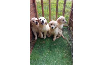 Golden Retriever Puppies Available for Any Good Home.