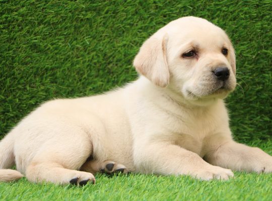 Beautiful Labrador Retriever Puppies