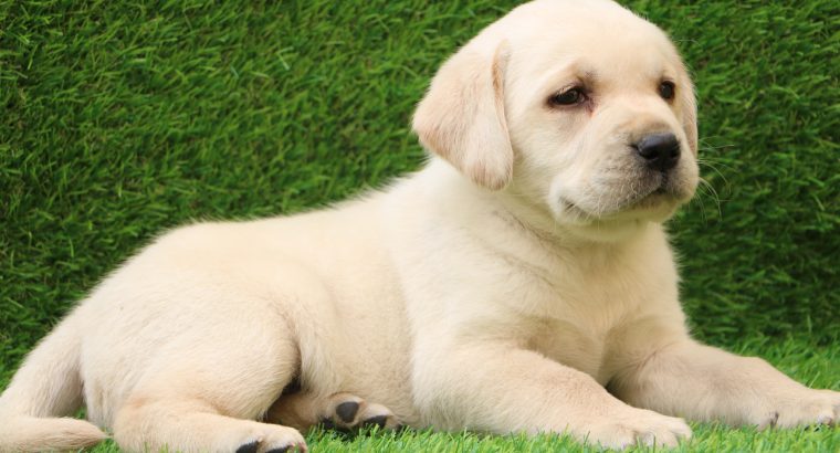 Beautiful Labrador Retriever Puppies